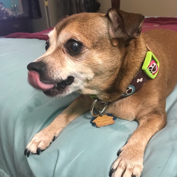 Meet your Posher, Dexter - Picture 6 of 8